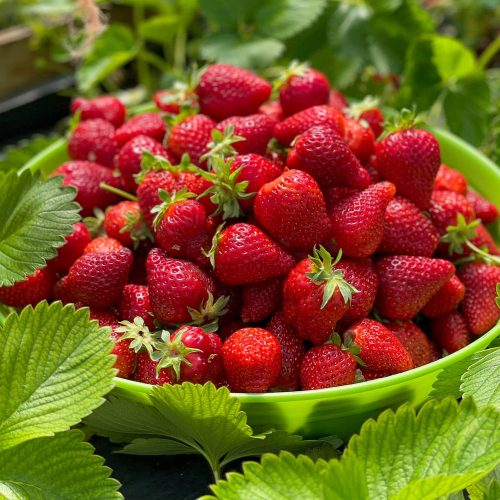  Walderdbeeren und Erdbeeren PORTOLA-ERDBEERE DAS GANZE JAHR WIEDERHOLTE FRÜCHTE EXTREM SCHMECKENDE FRÜCHTE ERDBEERSAMEN 10 STK. wurzelnackter Sämling 15-30 cm