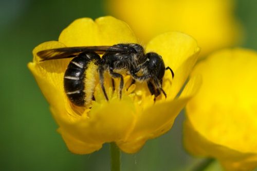 Zucht von Bienenköniginnen Gewöhnliche Scherenbiene, 10 Nester + Schilf