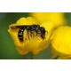 Zucht von Bienenköniginnen Gewöhnliche Scherenbiene, 10 Nester + Schilf