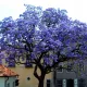  OXYTREE PAULOWNIA Shan Tong Hybrid BLAUER KAISERLICHER GLÜCKSBAUM
