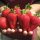  Walderdbeeren und Erdbeeren KLETTERERDBEERE HÄNGENDE WIEDERHOLENDE ERDBEERSAMEN MIT GROßEN FRÜCHTEN 10 Stk. wurzelnackter Sämling 5-10 cm