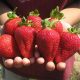  Walderdbeeren und Erdbeeren KLETTERERDBEERE HÄNGENDE WIEDERHOLENDE ERDBEERSAMEN MIT GROßEN FRÜCHTEN 10 Stk. wurzelnackter Sämling 5-10 cm