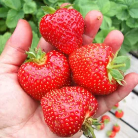    Walderdbeeren und Erdbeeren SPÄTE ERDBEERSORTE FÜR DAS DESSERT SÜSSE ERDBEEREN FÜR MARMELADE SÄMEN 10 Stück Sämling mit nackter Wurzel 5-10 cm