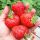  Walderdbeeren und Erdbeeren SPÄTE ERDBEERSORTE FÜR DAS DESSERT SÜSSE ERDBEEREN FÜR MARMELADE SÄMEN 10 Stück Sämling mit nackter Wurzel 5-10 cm