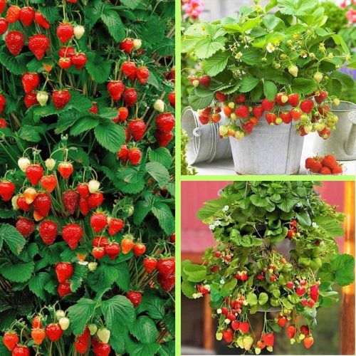  Walderdbeeren und Erdbeeren Albion, wurzelnackter Sämling, 5-15 cm