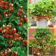  Walderdbeeren und Erdbeeren Albion, wurzelnackter Sämling, 5-15 cm