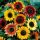  Sonnenblumenkerne ZIER-SONNENBLUME hoch 1000 g
