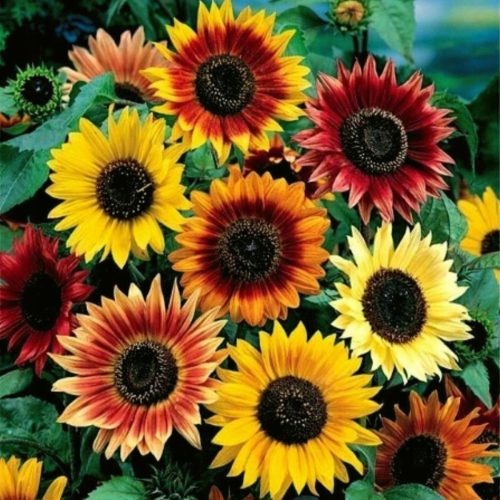  Sonnenblumenkerne ZIER-SONNENBLUME hoch 1000 g