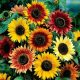  Sonnenblumenkerne ZIER-SONNENBLUME hoch 1000 g