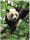 Pandabär-Fototapete, Fototapeten für die Wand, 184 x 254