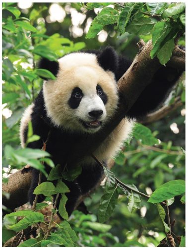 Pandabär-Fototapete, Fototapeten für die Wand, 184 x 254