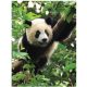 Pandabär-Fototapete, Fototapeten für die Wand, 184 x 254