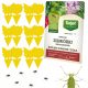12x GELBER TOPF GLAS SCHMETTERLING Erdfliegen Insekten