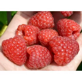    BENEFIS Himbeeren und Brombeeren, Setzlinge im 5-10 cm großen Ballen