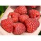  BENEFIS Himbeeren und Brombeeren, Setzlinge im 5-10 cm großen Ballen