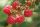  Himbeeren und Brombeeren, Sämlinge im 5-10 cm großen Ballen