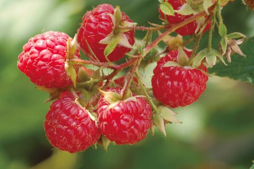  Himbeeren und Brombeeren, Sämlinge im 5-10 cm großen Ballen