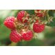  Himbeeren und Brombeeren, Sämlinge im 5-10 cm großen Ballen