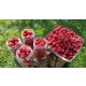  PRZEHYBA Himbeeren und Brombeeren, Sämlinge in einem 5-10 cm großen Ballen