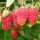  Himbeeren und Brombeeren SOKOLICA-Sämling in einem 5-10 cm großen Ballen