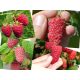  Himbeeren und Brombeeren RACE-Sämling in einem 5-10 cm großen Ballen