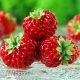  Walderdbeeren und Erdbeeren HIMBEERE ERDBEERE FRAMBEERE 10 SÄMEN SEHR SÜß wurzelnackter Sämling 10-20 cm