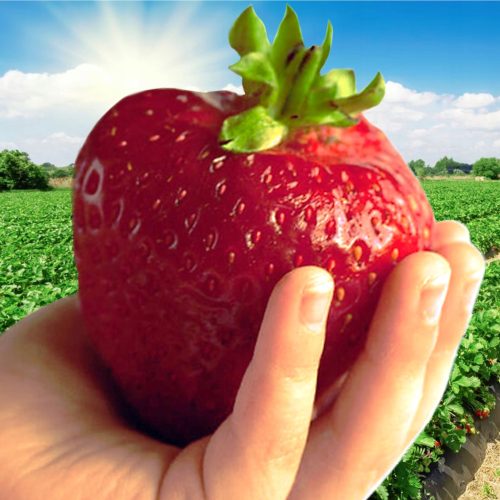  Walderdbeeren und Erdbeeren RIESIGE ERDBEERE MEGA GROSSE FRÜCHTE 10 SAMEN DER KLASSE A HOHE ERTRÄGE wurzelnackter Sämling 15–30 cm