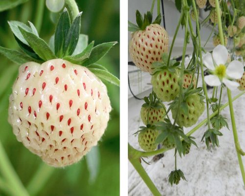  Walderdbeeren und Erdbeeren WEISSE ANANAS ERDBEERE KIEFER 10 STÜCK SAMEN wurzelnackter Sämling 10-15 cm
