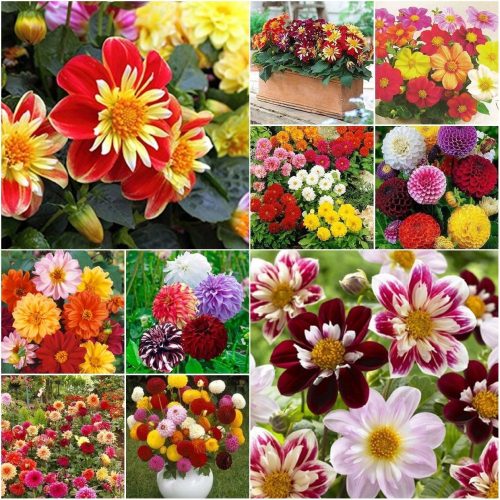  DALIA SEED COLLECTION Set mit 6 Paketen