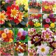  DALIA SEED COLLECTION Set mit 6 Paketen