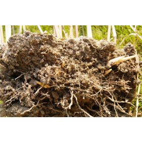  Miscanthus Riesen-Rhizom-Setzling Gras XXL 10 Stk