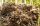  Miscanthus Riesen-Rhizom-Setzling Gras XXL 10 Stk