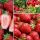 Walderdbeeren und Erdbeeren Satz ganzjähriger Erdbeeren, die Früchte tragen, Samen, 30 Stück, Sämling mit nackter Wurzel, 5–10 cm