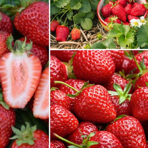  Walderdbeeren und Erdbeeren Satz ganzjähriger Erdbeeren, die Früchte tragen, Samen, 30 Stück, Sämling mit nackter Wurzel, 5–10 cm