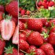  Walderdbeeren und Erdbeeren Satz ganzjähriger Erdbeeren, die Früchte tragen, Samen, 30 Stück, Sämling mit nackter Wurzel, 5–10 cm