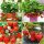  Walderdbeeren und Erdbeeren Monterrey-Erdbeeren kletternd hängend wiederholend - FRIGO 10 Stück, wurzelnackter Sämling 5-10 cm