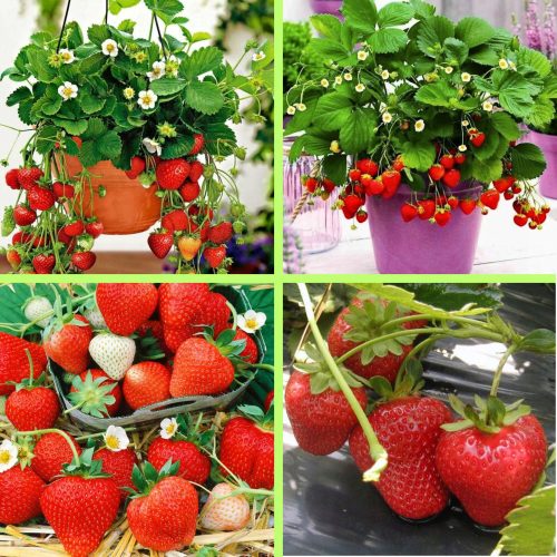  Walderdbeeren und Erdbeeren Monterrey-Erdbeeren kletternd hängend wiederholend - FRIGO 10 Stück, wurzelnackter Sämling 5-10 cm