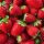  Walderdbeeren und Erdbeeren WIEDERHOLTE FRÜCHTE ERDBEERSAMEN MEGA SÜßE FRÜCHTE 10 STÜCK wurzelnackter Sämling 5-10 cm