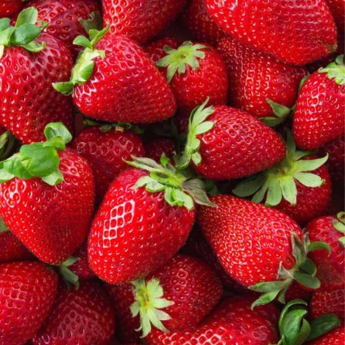  Walderdbeeren und Erdbeeren WIEDERHOLTE FRÜCHTE ERDBEERSAMEN MEGA SÜßE FRÜCHTE 10 STÜCK wurzelnackter Sämling 5-10 cm