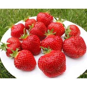    Honeoye - Vibrant - Grandarosa Walderdbeeren und Erdbeeren, wurzelnackter Sämling 13-20 cm
