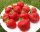 Honeoye - Vibrant - Grandarosa Walderdbeeren und Erdbeeren, wurzelnackter Sämling 13-20 cm