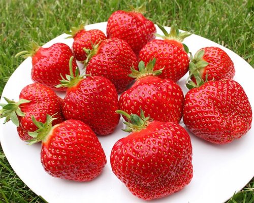  Honeoye - Vibrant - Grandarosa Walderdbeeren und Erdbeeren, wurzelnackter Sämling 13-20 cm