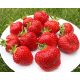  Honeoye - Vibrant - Grandarosa Walderdbeeren und Erdbeeren, wurzelnackter Sämling 13-20 cm