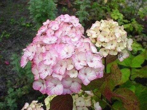  Blaue, bunte, rosa Hortensien, Sämling im 1-2l-Behälter, 10-20 cm