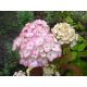  Blaue, bunte, rosa Hortensien, Sämling im 1-2l-Behälter, 10-20 cm