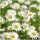 Gänseblümchensamen Weißes Wiesengänseblümchen 10 g