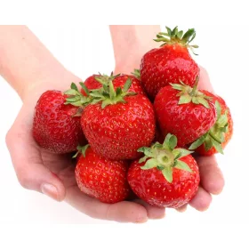    Honeoye Walderdbeeren und Erdbeeren - Elsanta - Senga Sengana Sämling mit nackter Wurzel 10-25 cm