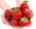  Honeoye Walderdbeeren und Erdbeeren - Elsanta - Senga Sengana Sämling mit nackter Wurzel 10-25 cm