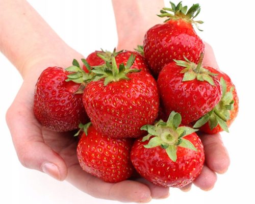  Honeoye Walderdbeeren und Erdbeeren - Elsanta - Senga Sengana Sämling mit nackter Wurzel 10-25 cm