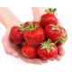  Honeoye Walderdbeeren und Erdbeeren - Elsanta - Senga Sengana Sämling mit nackter Wurzel 10-25 cm